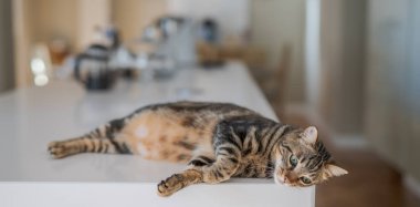 Güzel kısa saç kedi evde beyaz masanın üzerinde yatan