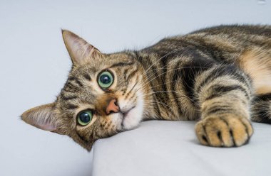 Evdeki yatakta yatan güzel kısa saçlı kedi.