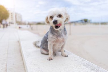 Güzel köpek kumsalda mutlu bir şekilde oturuyor, güneşli havanın tadını çıkarıyor.