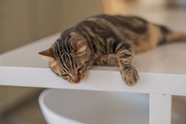 Güzel kısa saç kedi evde beyaz masanın üzerinde yatan