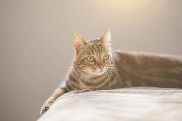 Hermoso Gato Pelo Corto Acostado Cama Casa —  Fotos de Stock