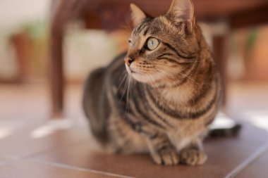 Güzel kısa saç kedi oynama ve ev bahçe katında yatan