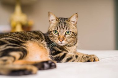 Evdeki yatakta yatan güzel kısa saçlı kedi.