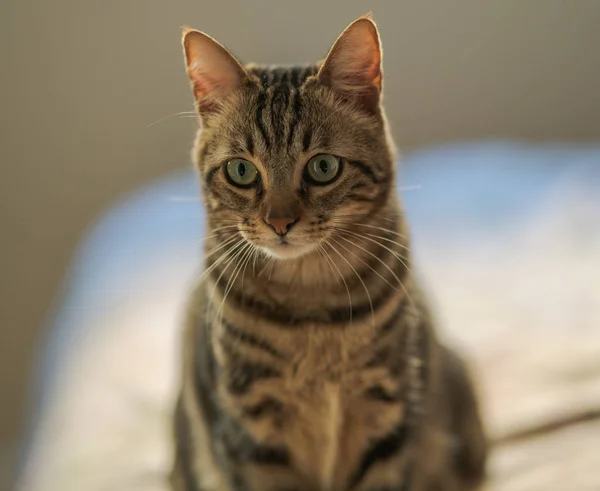 Evdeki Yatakta Yatan Güzel Kısa Saçlı Kedi — Stok fotoğraf