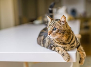Güzel kısa saç kedi evde beyaz masanın üzerinde yatan