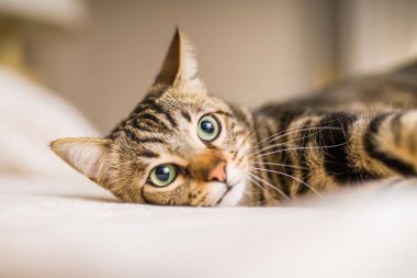 Evdeki yatakta yatan güzel kısa saçlı kedi.