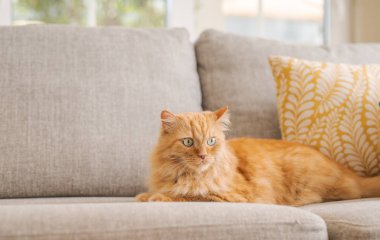 Güneşli bir günde evde kanepede yatan güzel kızıl uzun saçlarını kedi