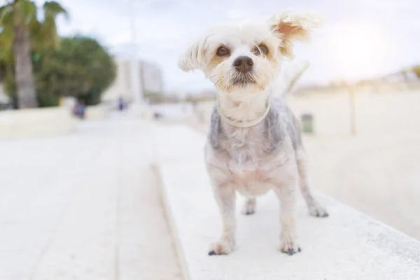 Piękny Pies Siedzi Szczęśliwy Przy Plaży Ciesząc Się Słonecznym Dniem — Zdjęcie stockowe