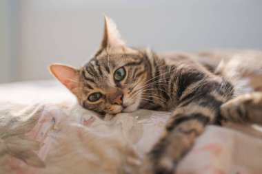 Evdeki yatakta yatan güzel kısa saçlı kedi.