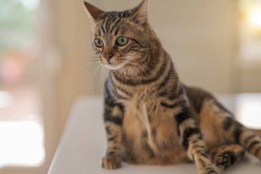 Evde beyaz masaya oturan güzel kısa saç kedi