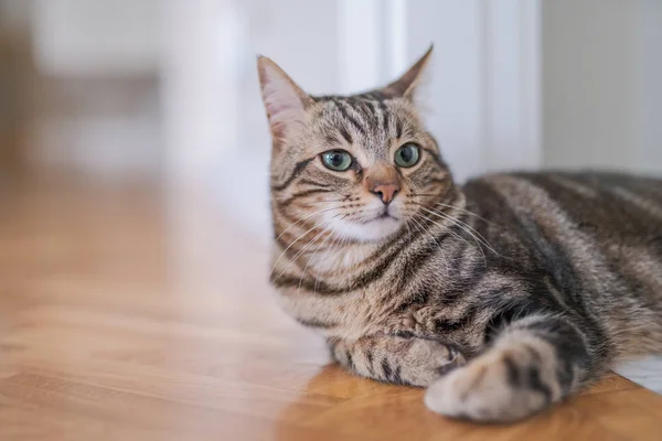 Piękne Włosy Krótkie Kot Leżący Podłodze Domu — Zdjęcie stockowe