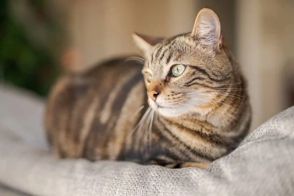 Schöne Kurzhaarkatze Die Hause Auf Dem Sofa Liegt — Stockfoto