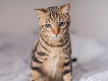 Evdeki yatakta yatan güzel kısa saçlı kedi.