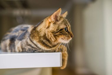 Güzel kısa saç kedi evde beyaz masanın üzerinde yatan