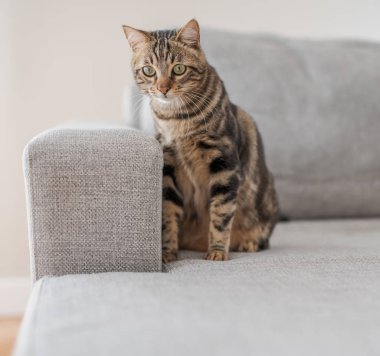 Güzel kısa saç kedi evde kanepede yalan