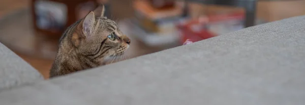 Schattig Kort Haar Kat Kijken Nieuwsgierig Snooping Thuis Spelen Verstoppertje — Stockfoto