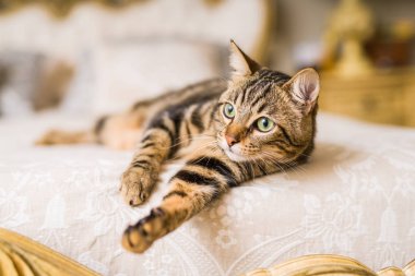 Evdeki yatakta yatan güzel kısa saçlı kedi.