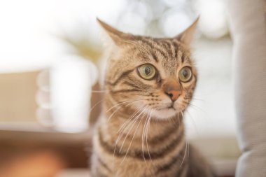 Güneşli bir günde dışarıda oynarken sandalyeye açık havada, Bahçe sittion şirin kısa saça