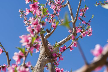 Yaprakları ve bahar güneşli bir günde çiçek açan ağaçlar güzel pembe şeftali çiçekleri