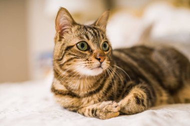 Evdeki yatakta yatan güzel kısa saçlı kedi.