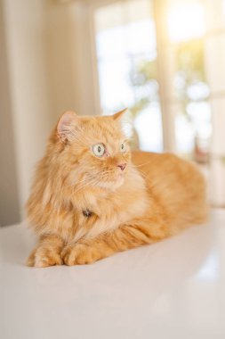 Güneşli bir günde evde mutfak masanın üzerinde yatan güzel kızıl uzun saçlarını kedi