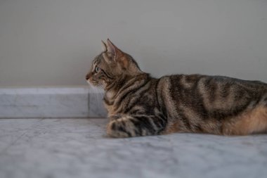 Güzel kısa saç kedi evde yerde yatarken