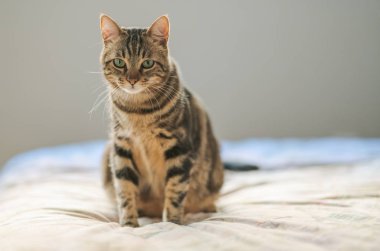 Evdeki yatakta yatan güzel kısa saçlı kedi.