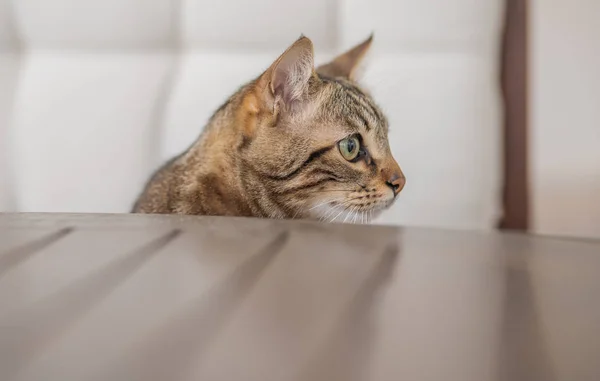 Schattig Kort Haar Tuin Sittion Een Stoel Buiten Een Zonnige — Stockfoto