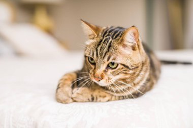 Evdeki yatakta yatan güzel kısa saçlı kedi.