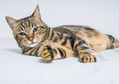 Evdeki yatakta yatan güzel kısa saçlı kedi.