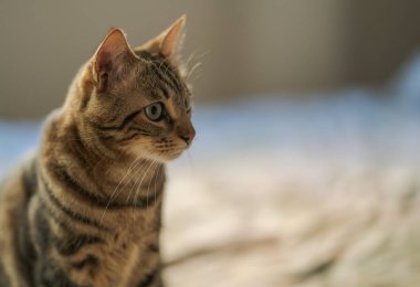 Evdeki yatakta yatan güzel kısa saçlı kedi.