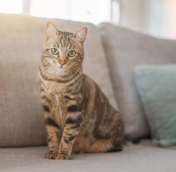 Hermoso Gato Pelo Corto Acostado Sofá Casa —  Fotos de Stock