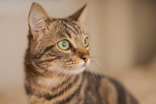 Lindo Pelo Corto Gato Buscando Curioso Husmeando Casa — Foto de Stock