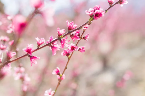 Beautiful Pink Peach Flowers Petals Trees Blooming Spring Sunny Day — Stock Photo, Image