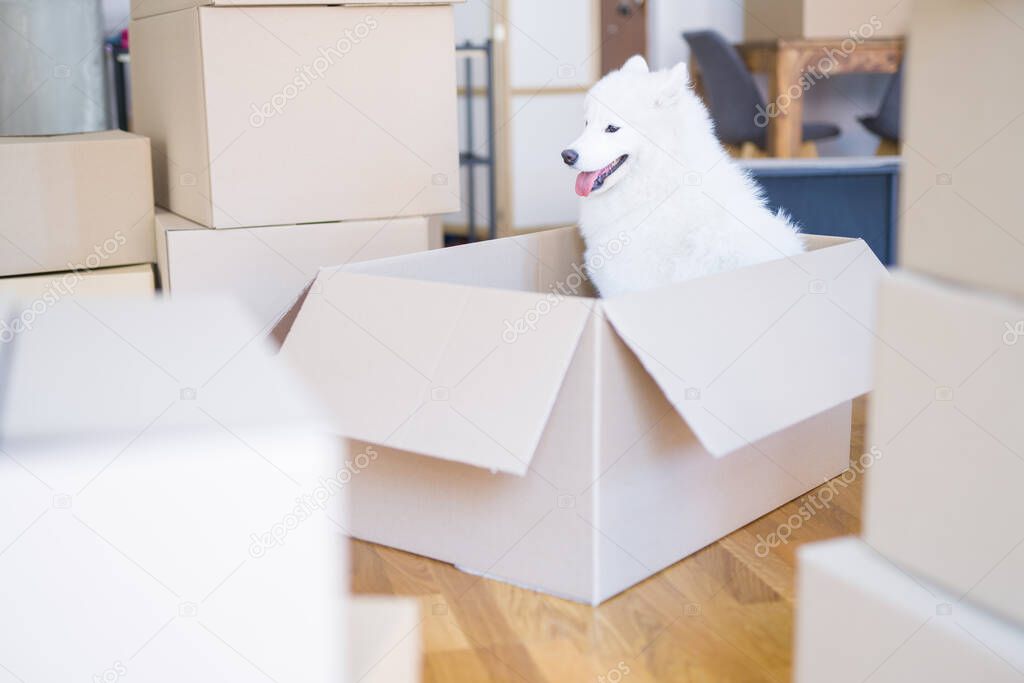 Cute white dog inside cardboard box at new home