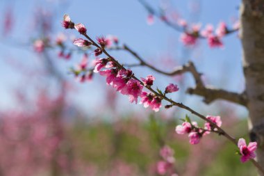 Yaprakları ve bahar güneşli bir günde çiçek açan ağaçlar güzel pembe şeftali çiçekleri