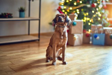Evdeki Noel ağacının etrafında sevimli bir köpek.