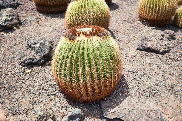 Zblízka Šťavnatý Zelený Kaktus Botanické Zahradě — Stock fotografie