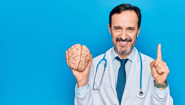 Médico Bonito Meia Idade Usando Casaco Estetoscópio Segurando Cérebro Plástico — Fotografia de Stock