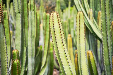 Botanik bahçesindeki sulu yeşil kaktüsü kapat.