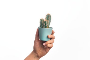 Beyaz arka planda küçük bir kaktüs tenceresi tutan Kafkas delikanlısının eli