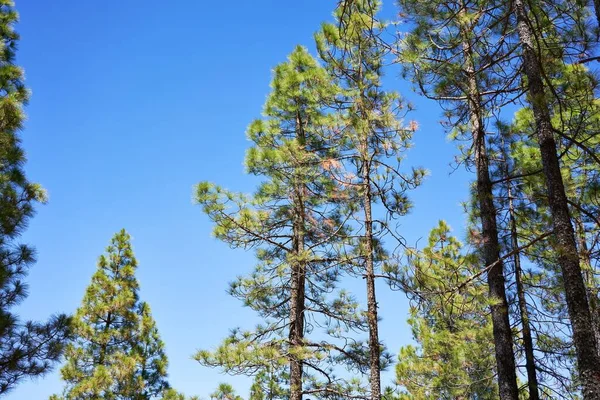 Schöne Bäume Landschaft Hintergrund — Stockfoto