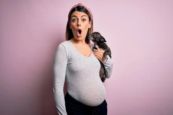 若い美しいブルネットの女性妊娠中の赤ちゃんを保持Chihuahua子犬は驚きの顔でショックで怖がって 恐れと恐怖の表現で興奮 — ストック写真