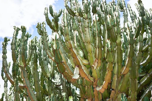 植物園で多肉植物の緑のサボテンの閉鎖 — ストック写真