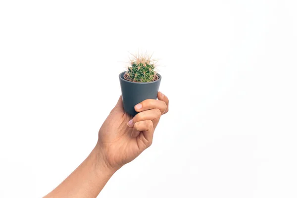 Hand Caucasian Young Man Holding Small Cactus Pot Isolated White — Stock Photo, Image