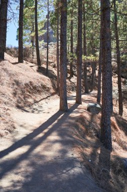 Güzel ağaçlar manzara