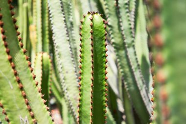 Botanik bahçesindeki sulu yeşil kaktüsü kapat.