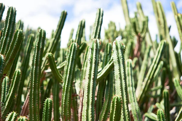 Närbild Saftig Grön Kaktus Botanisk Trädgård — Stockfoto