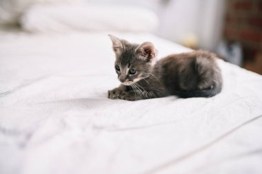 Güzel ve sevimli tüylü gri küçük kedicik güneşli bir günde yatakta oynuyor.