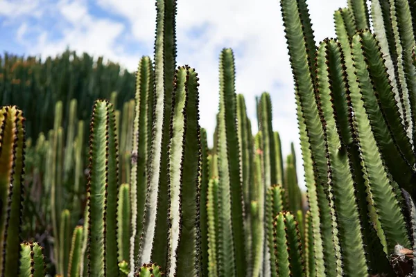 Närbild Saftig Grön Kaktus Botanisk Trädgård — Stockfoto